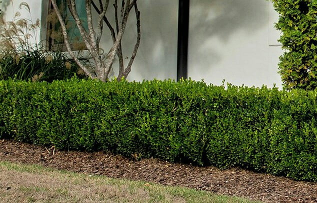 Boxwood Fence Plants Beautiful Plants