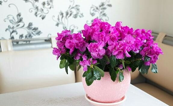 Recommended Indoor Ornamental Plants Indoor Ornamental Plants