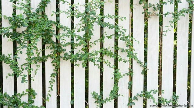 plants for fence decoration plants for fence decoration