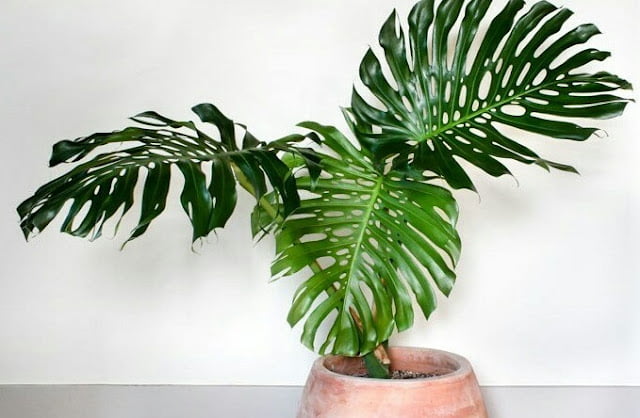 Recommended Indoor Ornamental Plants Indoor Ornamental Plants