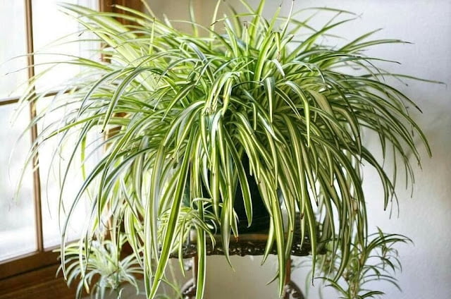 Recommended Indoor Ornamental Plants Indoor Ornamental Plants
