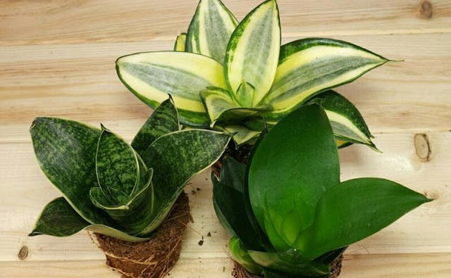 Recommended Indoor Ornamental Plants Indoor Ornamental Plants