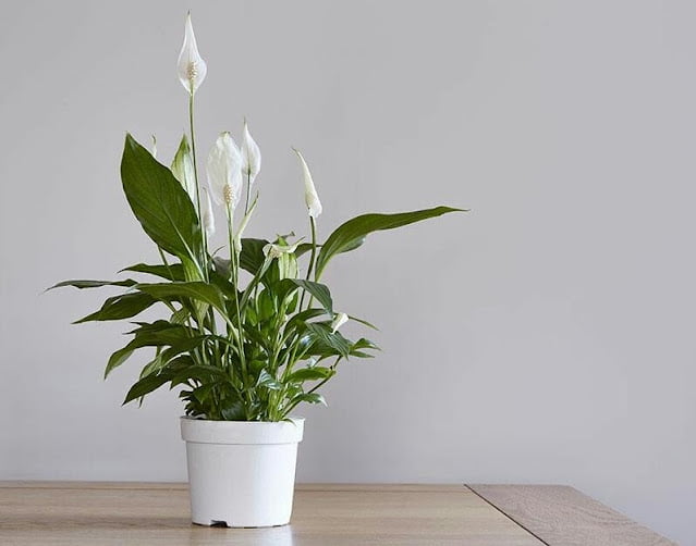 Recommended Indoor Ornamental Plants Indoor Ornamental Plants