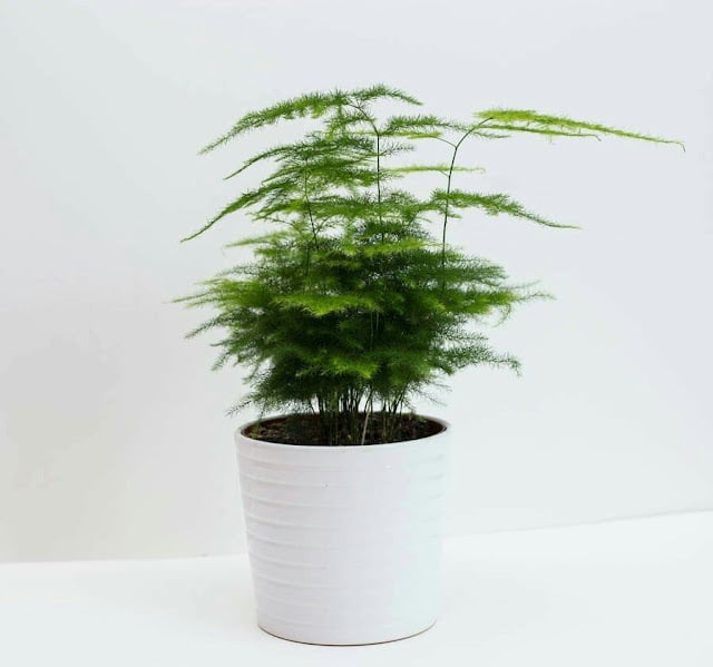 Recommended Indoor Ornamental Plants Indoor Ornamental Plants