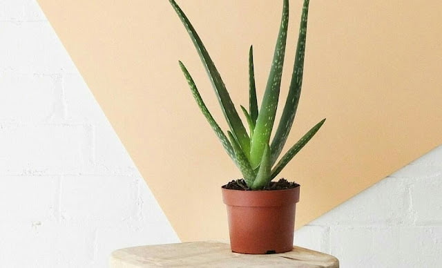 Recommended Indoor Ornamental Plants Indoor Ornamental Plants