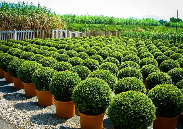Boxwood Fence Plants Beautiful Plants