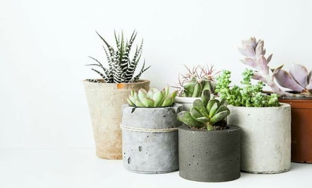 Recommended Indoor Ornamental Plants Indoor Ornamental Plants