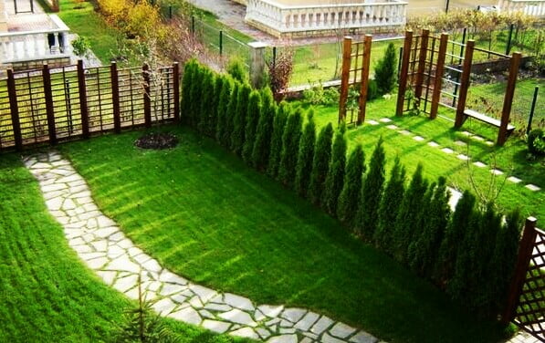 Cemara Fan Beautiful Plants