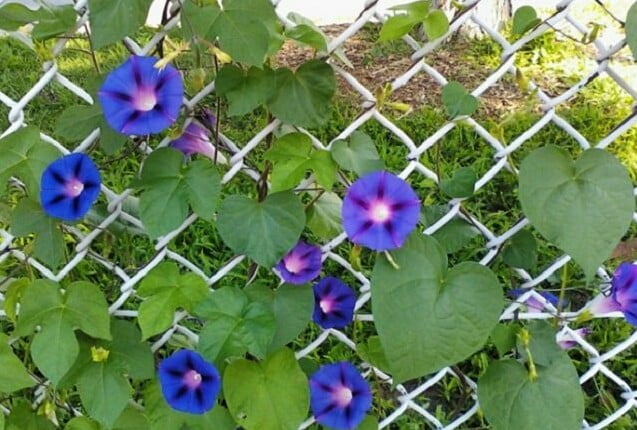 Morning Glory Beautiful Plants