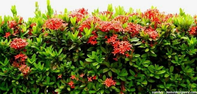 hedge ideas hedge ideas