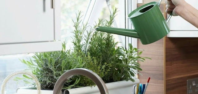 Recommended Indoor Ornamental Plants Indoor Ornamental Plants