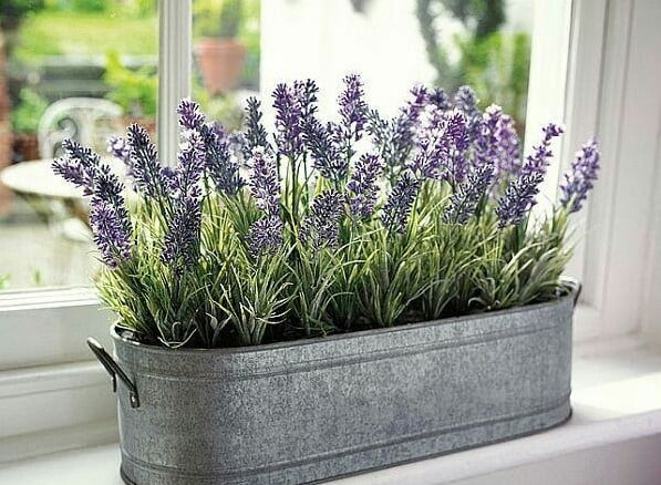 Recommended Indoor Ornamental Plants Indoor Ornamental Plants
