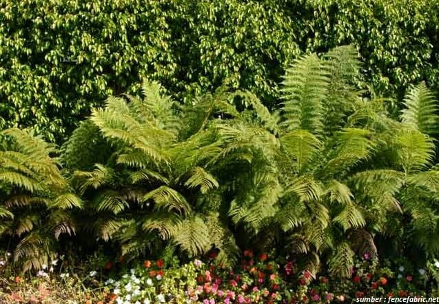 hedge ideas hedge ideas