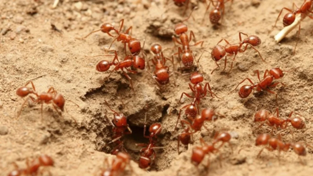 10 ways to get rid of red ants so they don't come home again, guaranteed to be effective moms